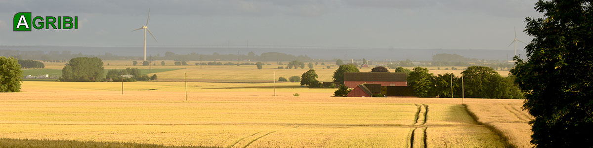 view, landscape in late July