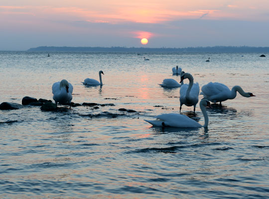 Svanar på Öresund