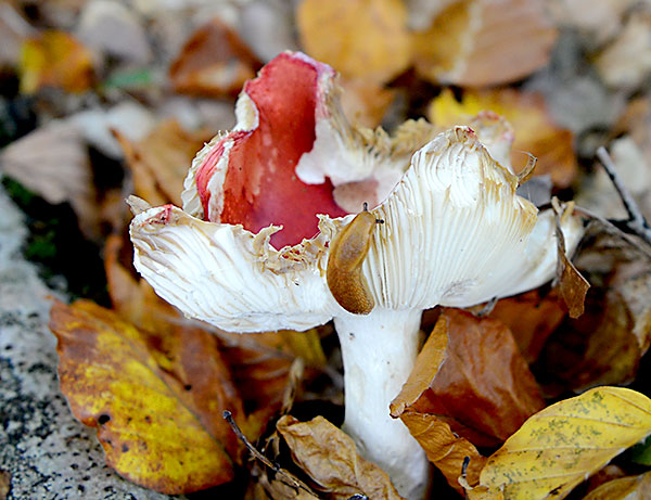 kremla med snigel