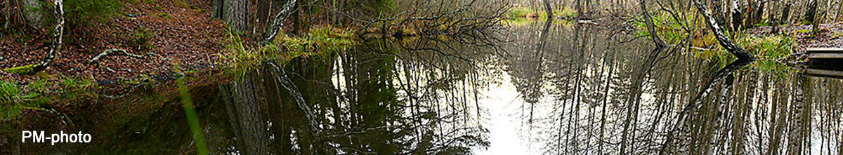 reflections in water