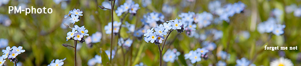 forgetmenot