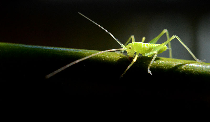 green grasshopper